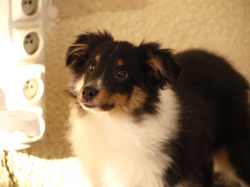 Hurry up du Clan Castelau