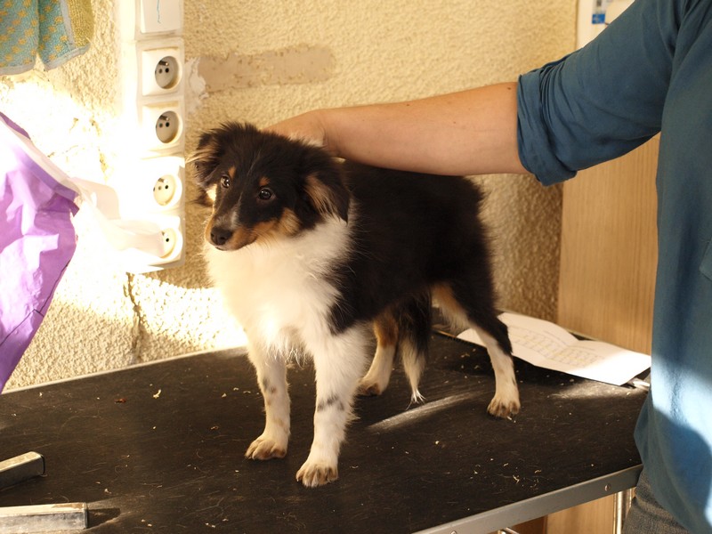 Hurry up du Clan Castelau