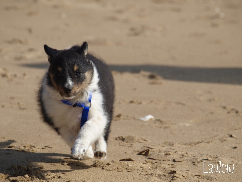 Hurry up du Clan Castelau