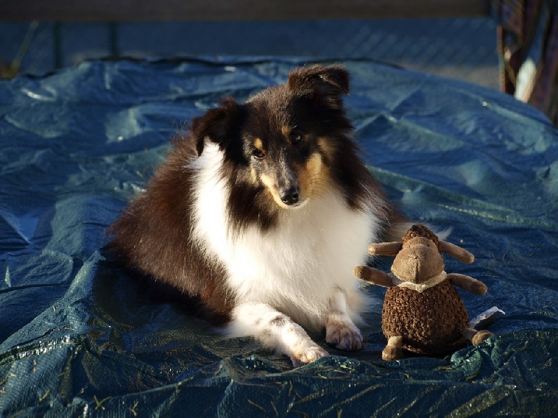 Hurry up du Clan Castelau