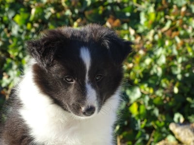 Les chiots de Shetland Sheepdog