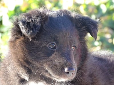 Les chiots de Shetland Sheepdog