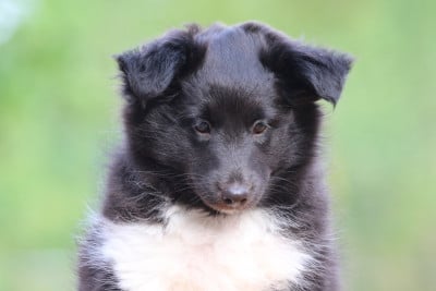 Les chiots de Shetland Sheepdog