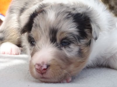 Les chiots de Shetland Sheepdog