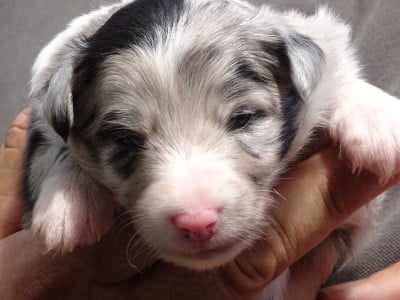 Les chiots de Shetland Sheepdog