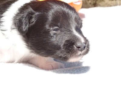 Les chiots de Shetland Sheepdog