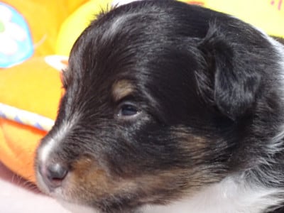 Les chiots de Shetland Sheepdog