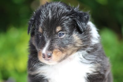 Les chiots de Shetland Sheepdog