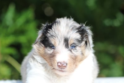 Les chiots de Shetland Sheepdog