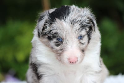Les chiots de Shetland Sheepdog