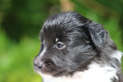 Les chiots de Shetland Sheepdog