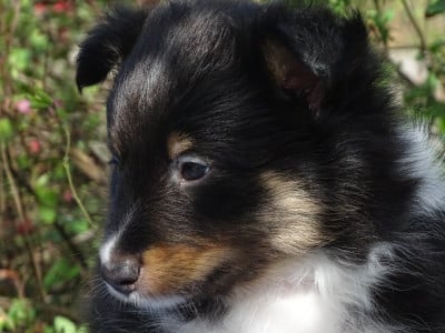 Les chiots de Shetland Sheepdog