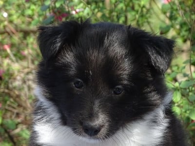 Les chiots de Shetland Sheepdog