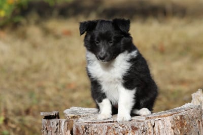 Les chiots de Shetland Sheepdog