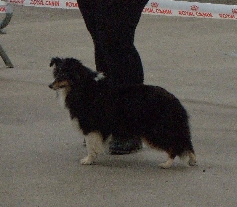 Hopale noire des Famonadyns - 2° - Excellent (ouverte)