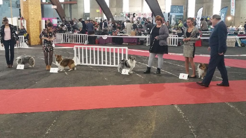 Inoki argentee des deux étoiles - 3° Excellent - Classe ouverte