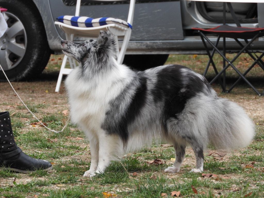 Inoki argentee des deux étoiles - 2 ème Excellent - Recommandé Femelle