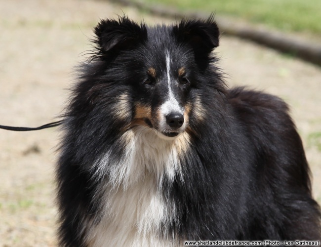 Hopale noire des Famonadyns - Excellent & a obtenu son TAN