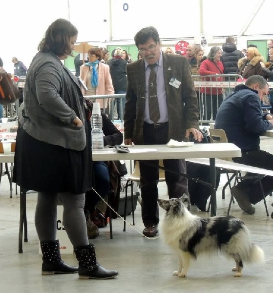 Inoki argentee des deux étoiles - Excellent - 3°