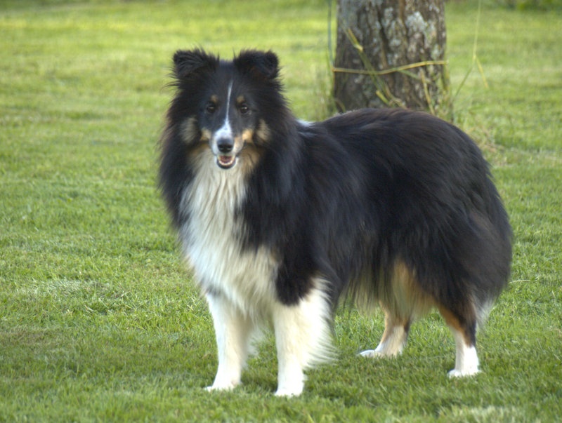 Hopale noire des Famonadyns - 3° - Excellent