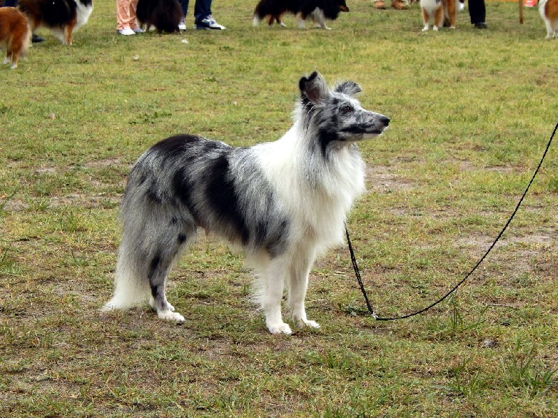 Inoki argentee des deux étoiles - Excellent - Ouverte Femelle
