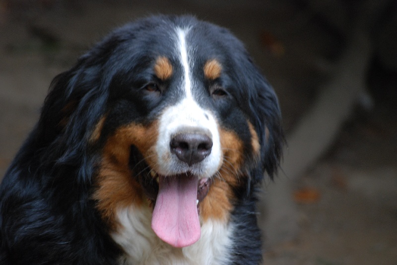 Publication : Du domaine de florange