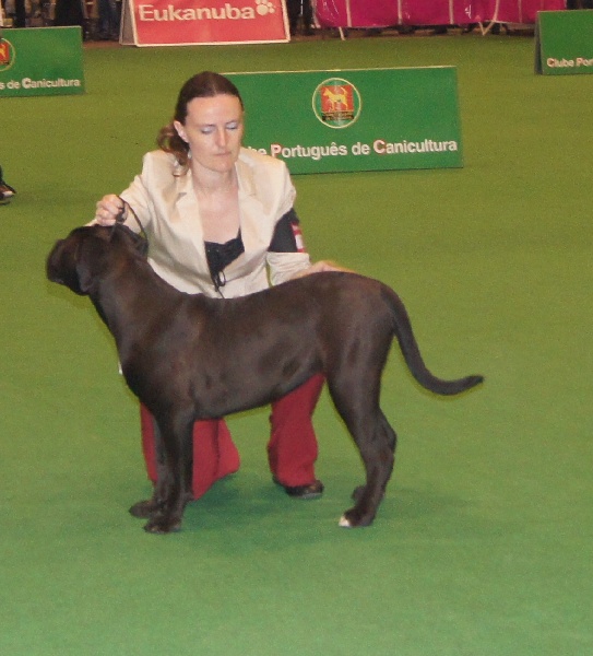 Hitchoune du royaume des p'tits biloux - classe puppy : 1ère Bon