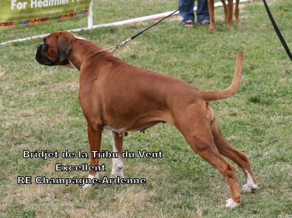 Bridjet de la tribu du vent - Excellent en classe ouverte