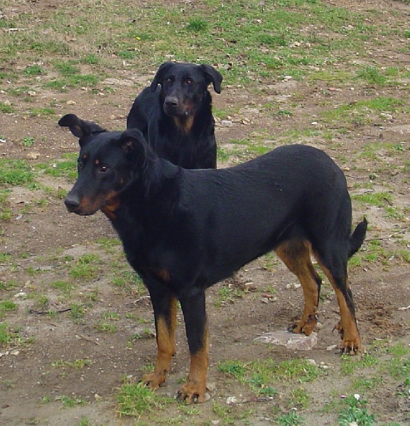 Publication : de la terre des ombres Auteur : suzanne raibaut