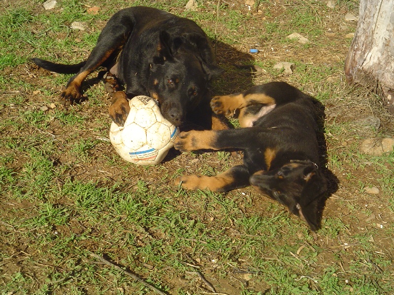 Publication : de la terre des ombres Auteur : suzanne raibaut
