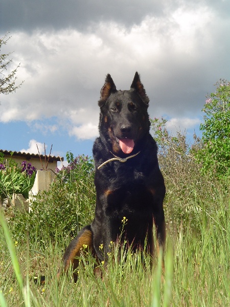 Publication : de la terre des ombres Auteur : suzanne raibaut