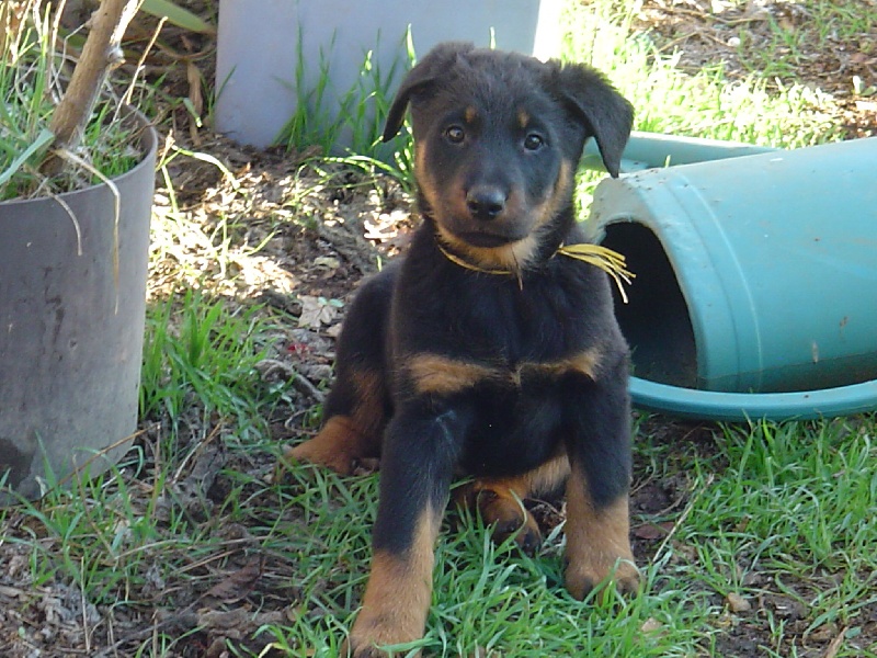 Publication : de la terre des ombres Auteur : suzanne raibaut