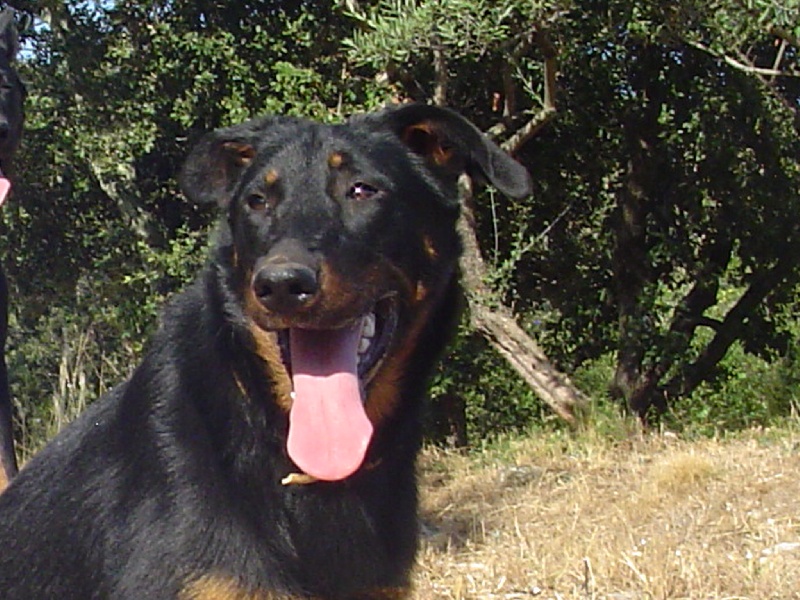 Publication : de la terre des ombres Auteur : suzanne raibaut
