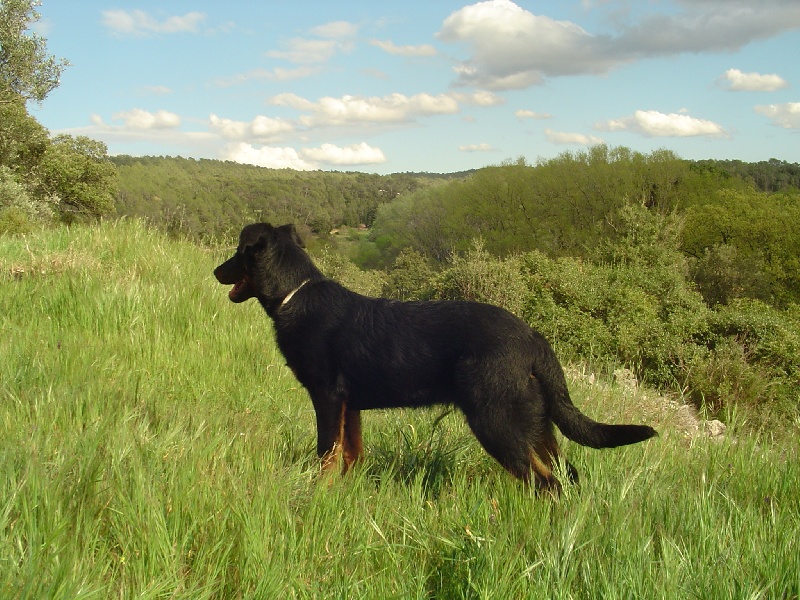 Publication : de la terre des ombres Auteur : suzanne raibaut