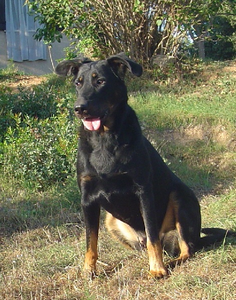 Publication : de la terre des ombres Auteur : suzanne raibaut