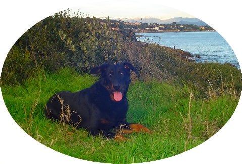 Publication : de la terre des ombres Auteur : suzanne raibaut