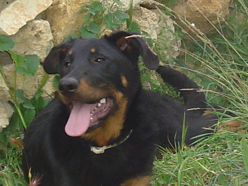 Publication : de la terre des ombres Auteur : suzanne raibaut