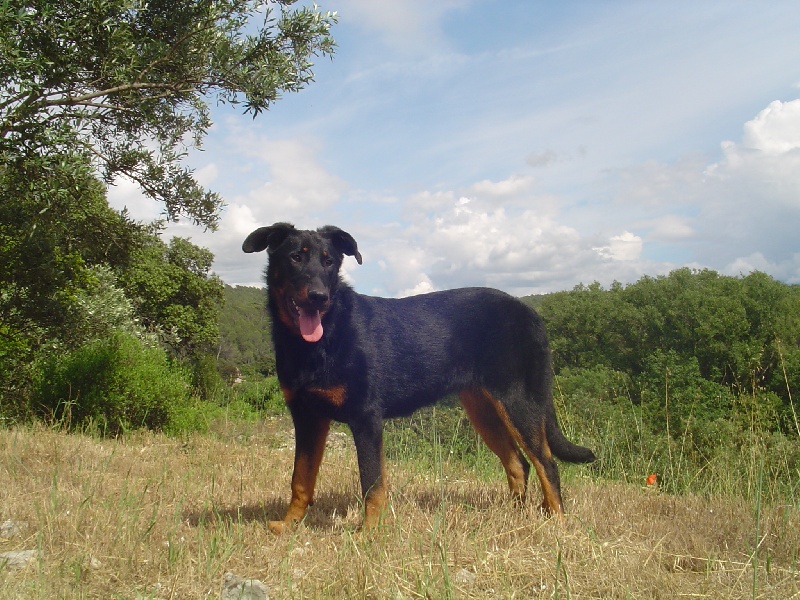 Publication : de la terre des ombres Auteur : suzanne raibaut