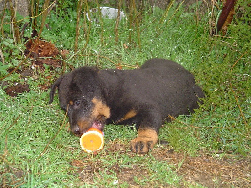 Publication : de la terre des ombres Auteur : suzanne raibaut