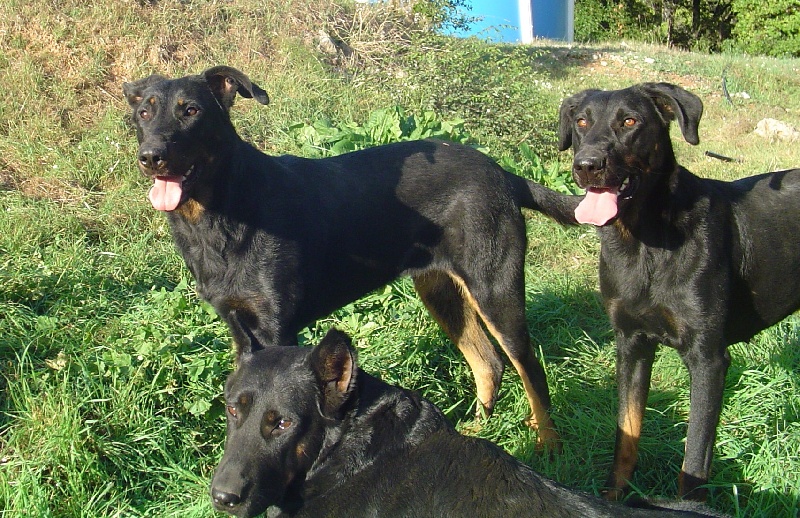 Publication : de la terre des ombres Auteur : suzanne raibaut