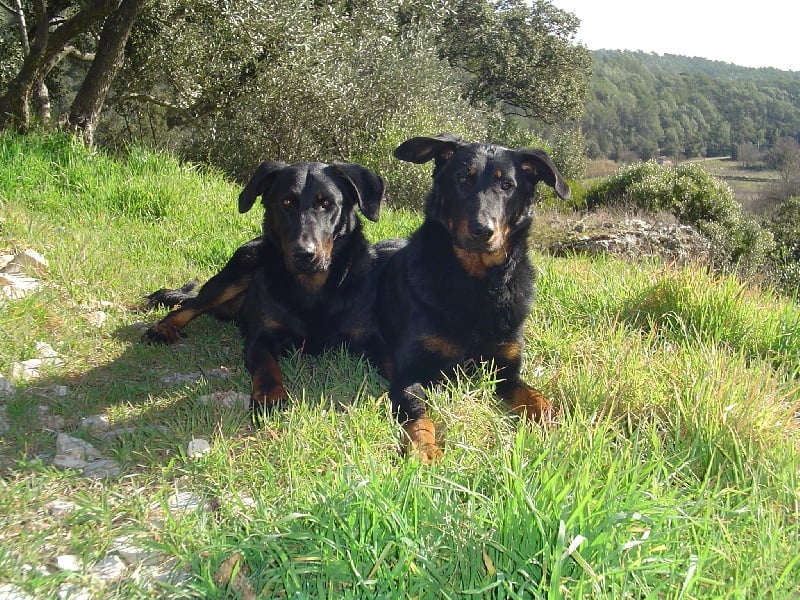 Publication : de la terre des ombres Auteur : suzanne raibaut