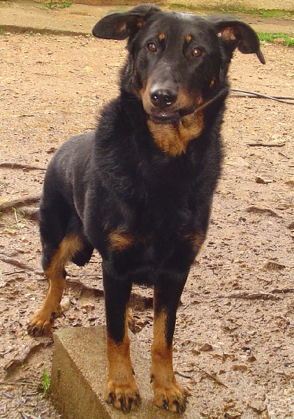 Publication : de la terre des ombres Auteur : suzanne raibaut