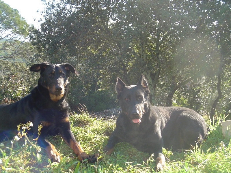 Publication : de la terre des ombres Auteur : suzanne raibaut