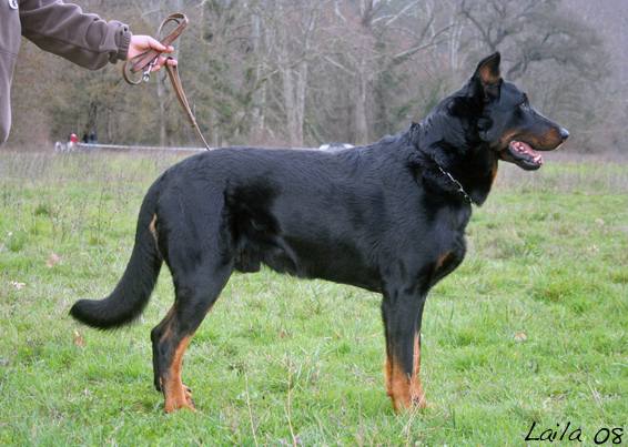 Publication : de la terre des ombres Auteur : suzanne raibaut