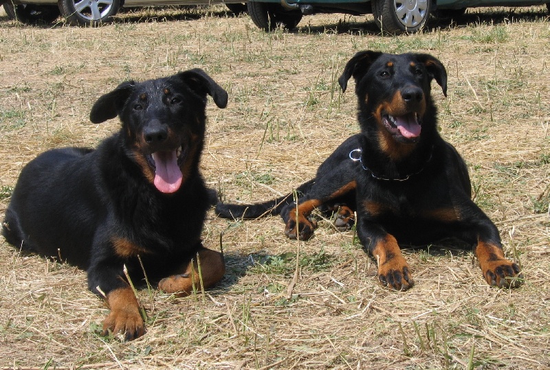 Publication : de la terre des ombres Auteur : suzanne raibaut