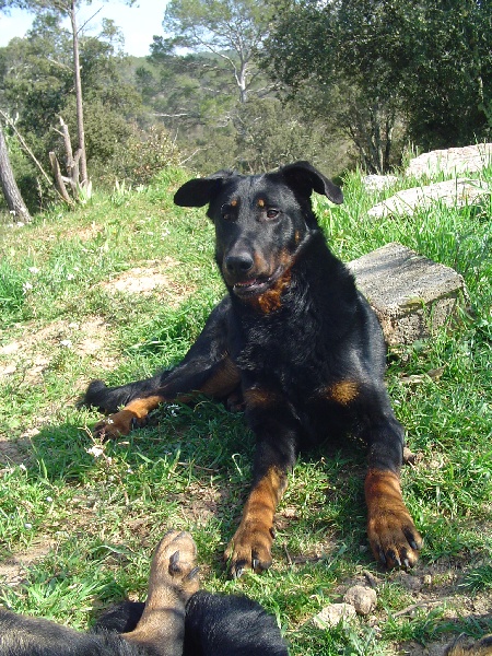 Publication : de la terre des ombres Auteur : suzanne raibaut