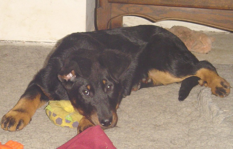 Publication : de la terre des ombres Auteur : suzanne raibaut