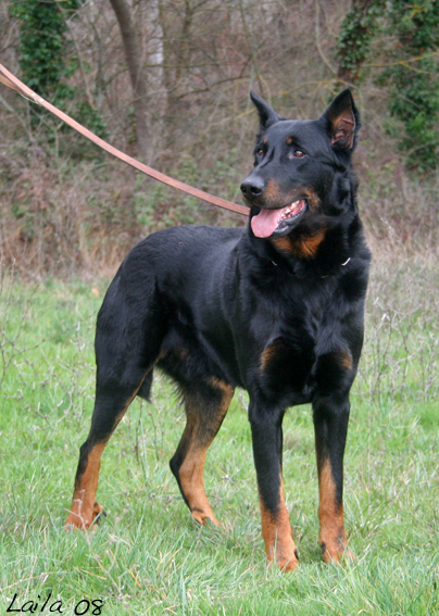 Publication : de la terre des ombres Auteur : suzanne raibaut