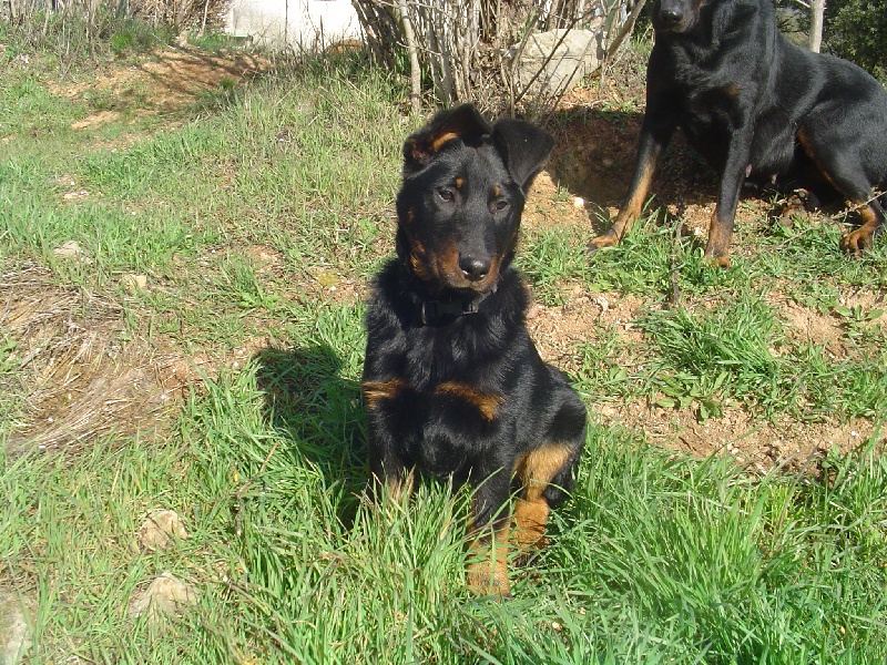 Publication : de la terre des ombres Auteur : suzanne raibaut