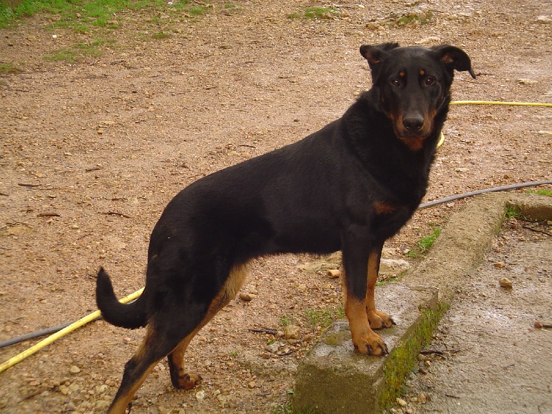 Publication : de la terre des ombres Auteur : suzanne raibaut